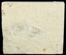 Cretaceous Fossil Shrimp - Lebanon #69982-1